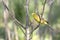 yellowhammer among the spring forest