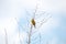 The yellowhammer wild bird on a twig singing, Emberiza citrinella