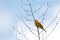 The yellowhammer wild bird on a twig singing, Emberiza citrinella