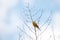 The yellowhammer wild bird on a twig singing, Emberiza citrinella