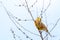 The yellowhammer wild bird on a twig singing, Emberiza citrinella