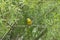 Yellowhammer in willow tree alongside Kaiapoi River, Canterbury New Zealand