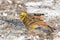 Yellowhammer winter sunny day sitting in the snow, Emberiza citrinella