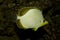 The Yellowhead butterflyfish Chaetodon xanthocephalus.