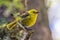 Yellowhead Mohoua Endemic Passerine of New Zealand