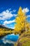 Yellowing aspens surround the lake