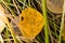 Yellowing autumn leaves with dew drops