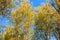 Yellowing birch crowns and blue sky on background