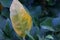 YELLOWING CITRUS LEAF ON A GREEN TREE