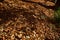 Yellowing colorful dry leaves falling on the forest floor in autumn