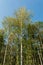 Yellowing crown of trees against a blue clear sky. Early autumn forest on a clear sunny day. Wildlife trees background