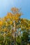 Yellowing crown of trees against a blue clear sky. Early autumn forest on a clear sunny day. Wildlife trees background