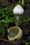 Yellowing Cup Fungus