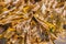 The yellowing drying serrated wrack seaweed by the tidal pool