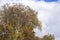 Yellowing and falling foliage of deciduous trees in autumn