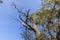 Yellowing and falling foliage of deciduous trees in autumn