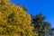 Yellowing and falling foliage of deciduous trees in autumn