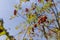 The yellowing foliage of mountain ash in the autumn season