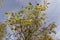 The yellowing foliage of mountain ash in the autumn season