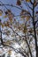 The yellowing foliage of mountain ash in the autumn season