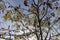 The yellowing foliage of mountain ash in the autumn season