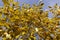 The yellowing foliage of the tulip tree in the autumn season