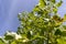 The yellowing foliage of the tulip tree in the autumn season