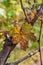 A yellowing grape leaf on the vine.