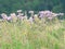 Yellowing grass and flowers in the rain in the mountains.