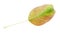 Yellowing green fallen leaf of pear tree isolated