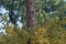 YELLOWING GREEN LEAVES ON A WHITE STINKWOOD TREE IN AUTUMN WITH A PINE TREE TRUNK IN THE BACKGROUND