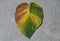 A yellowing leaf on Philodendron Glorious on the floor due to overfertilizing