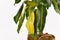 Yellowing leaf of tropical `Dracaena Massangeana` houseplant