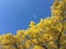 Yellowing leaves against the blue sky