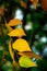 Yellowing leaves on a branch, close-up