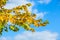 Yellowing leaves on the branches of a linden tree