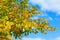 Yellowing leaves on the branches of a linden tree on blue sky background