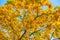 Yellowing leaves on the branches of a maple tree on blue sky background close-up.