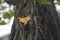 Yellowing leaves of Ginkgo biloba