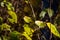 Yellowing leaves of Philadelphus shrub