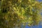 YELLOWING LEAVES ON A TREE AT THE END OF SUMMER