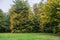 Yellowing lime trees in the city Park in late summer