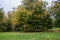 Yellowing lime trees in the city Park in late summer