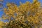 Yellowing maple foliage in the autumn season