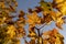 Yellowing maple foliage in the autumn season