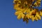 Yellowing maple foliage in the autumn season