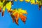 Yellowing maple tree leaves against blue sky on a crisp fall morning