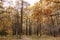 Yellowing oaks in the autumn park. Gold autumn