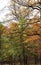 Yellowing oaks in the autumn park. Gold autumn