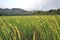 Yellowing Rice Plants Spread Wide In The Rice Fields